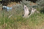 Barque 2